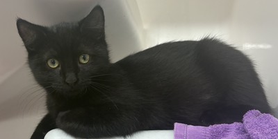 River - Domestic Short Hair