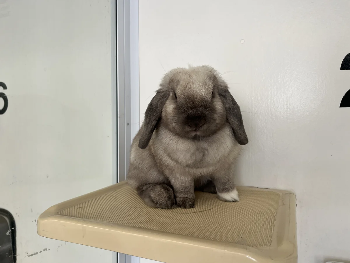 Gallery image: Rosie