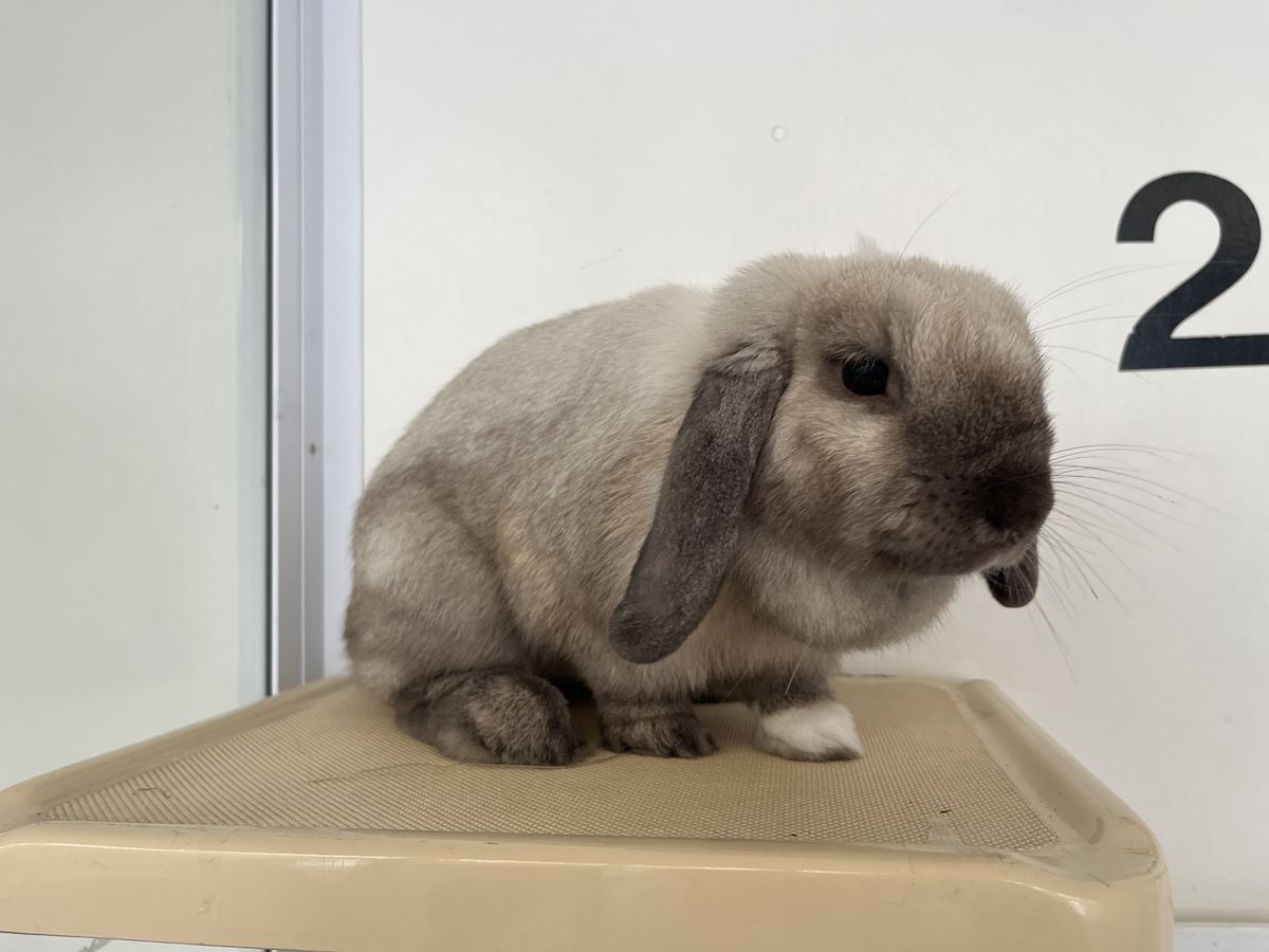 Gallery image: Rosie