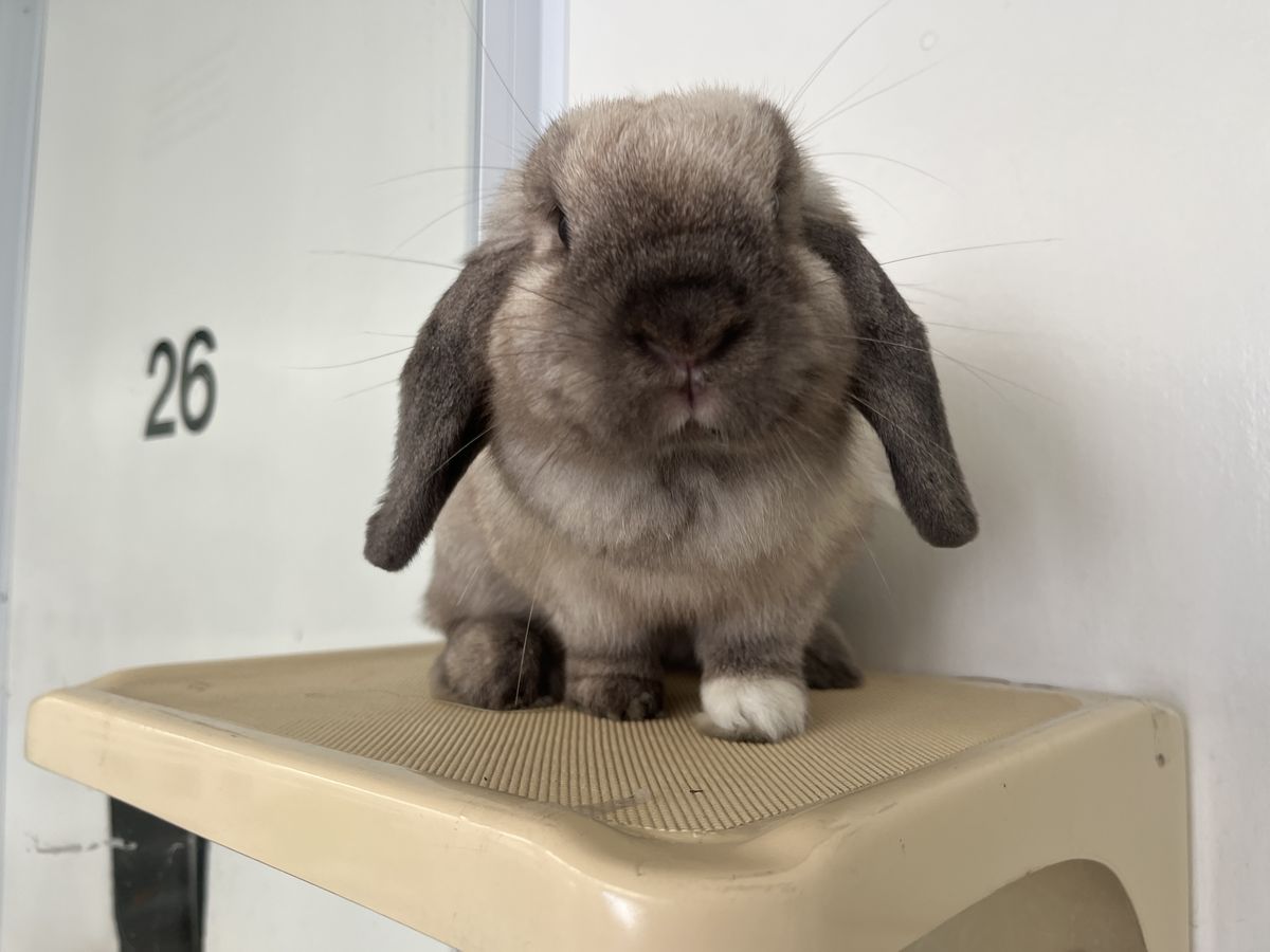 Gallery image: Rosie