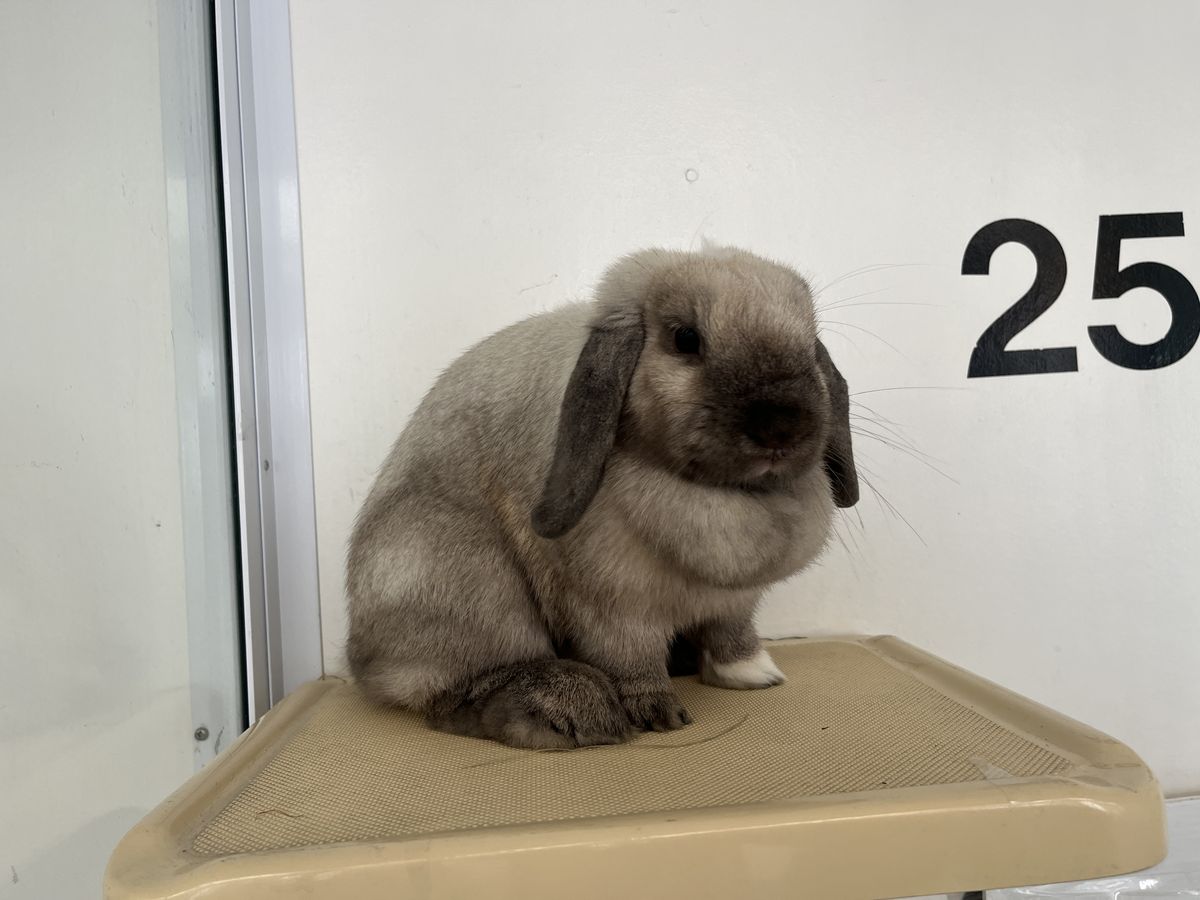 Gallery image: Rosie