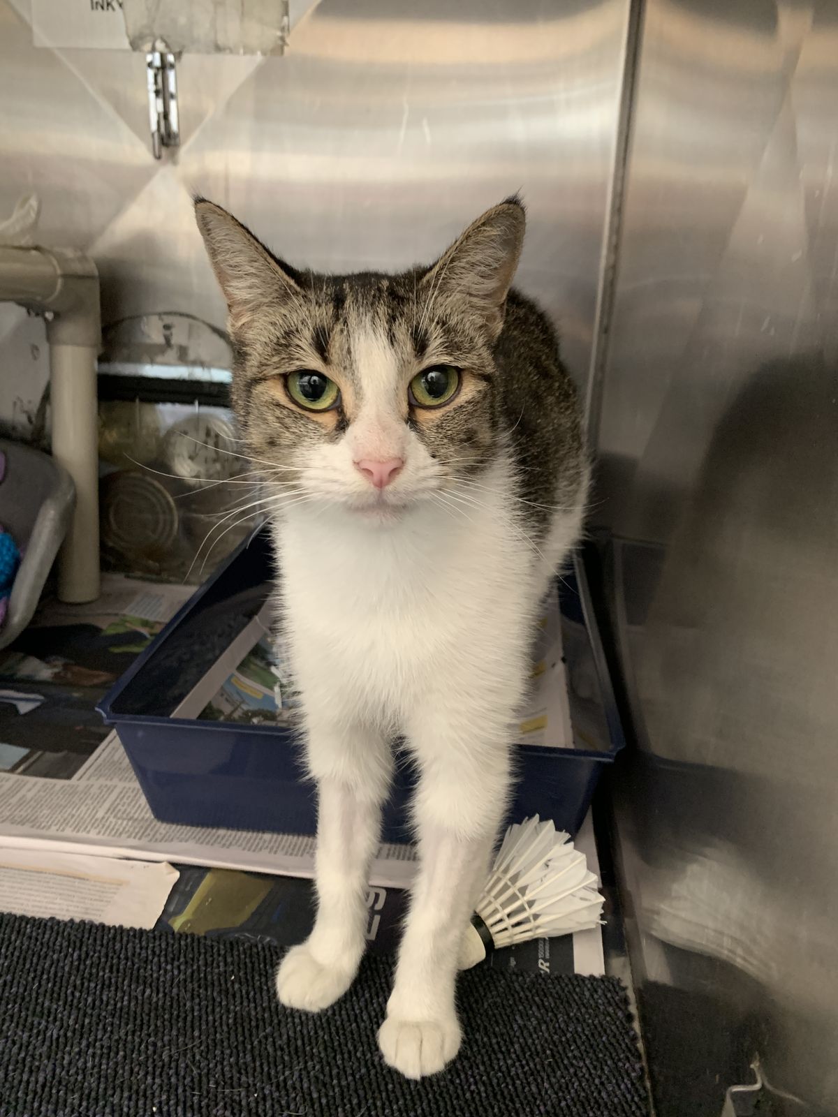 Gallery image: Minty