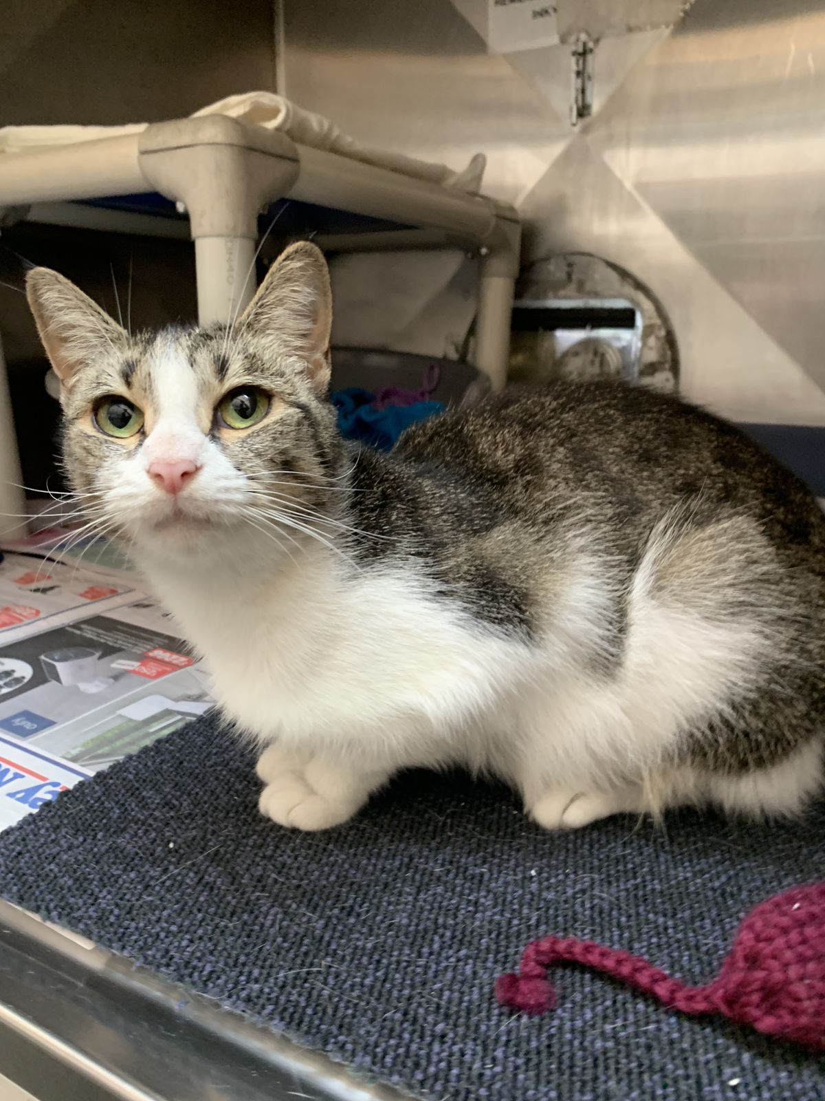 Gallery image: Minty