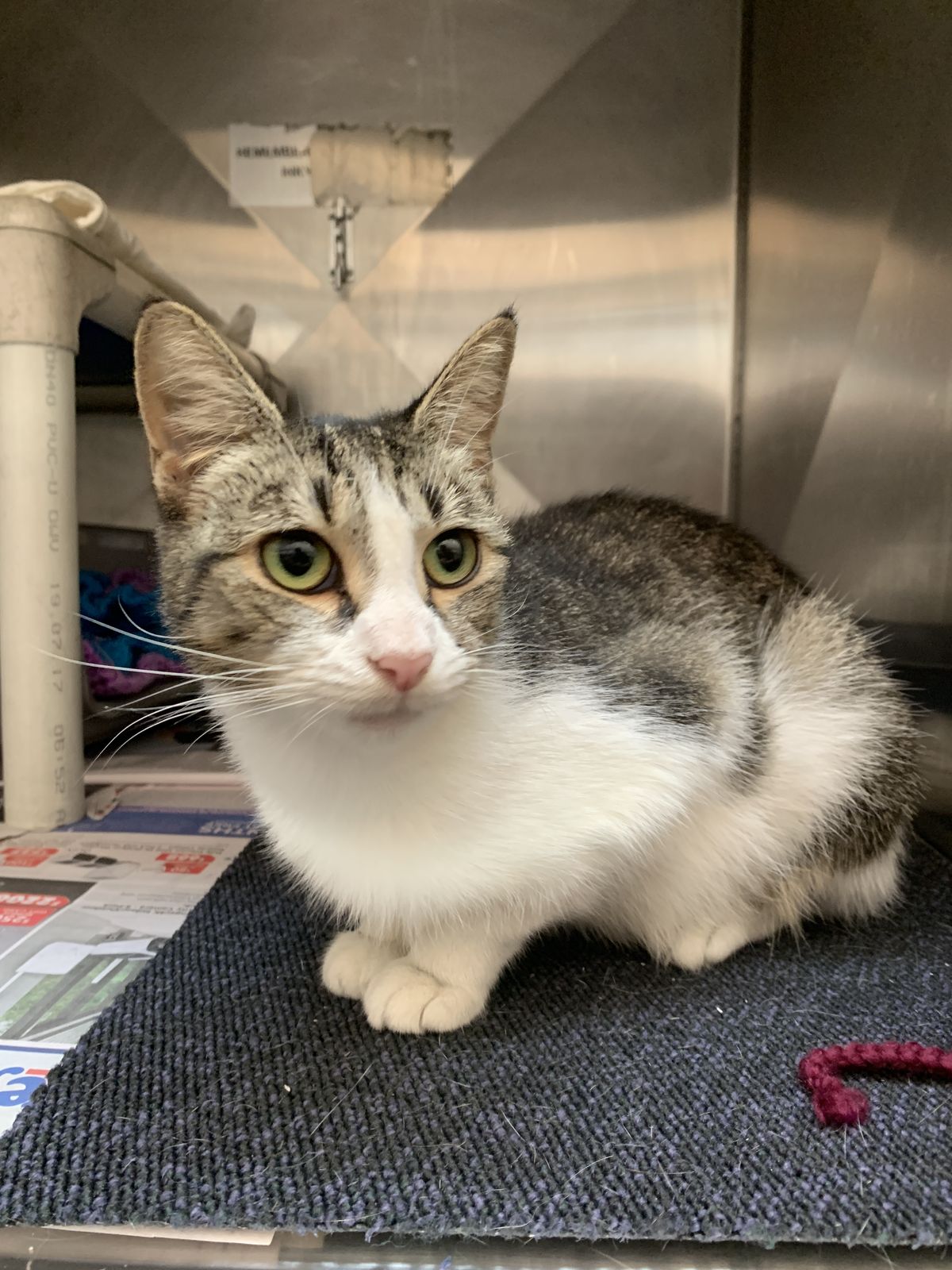 Gallery image: Minty