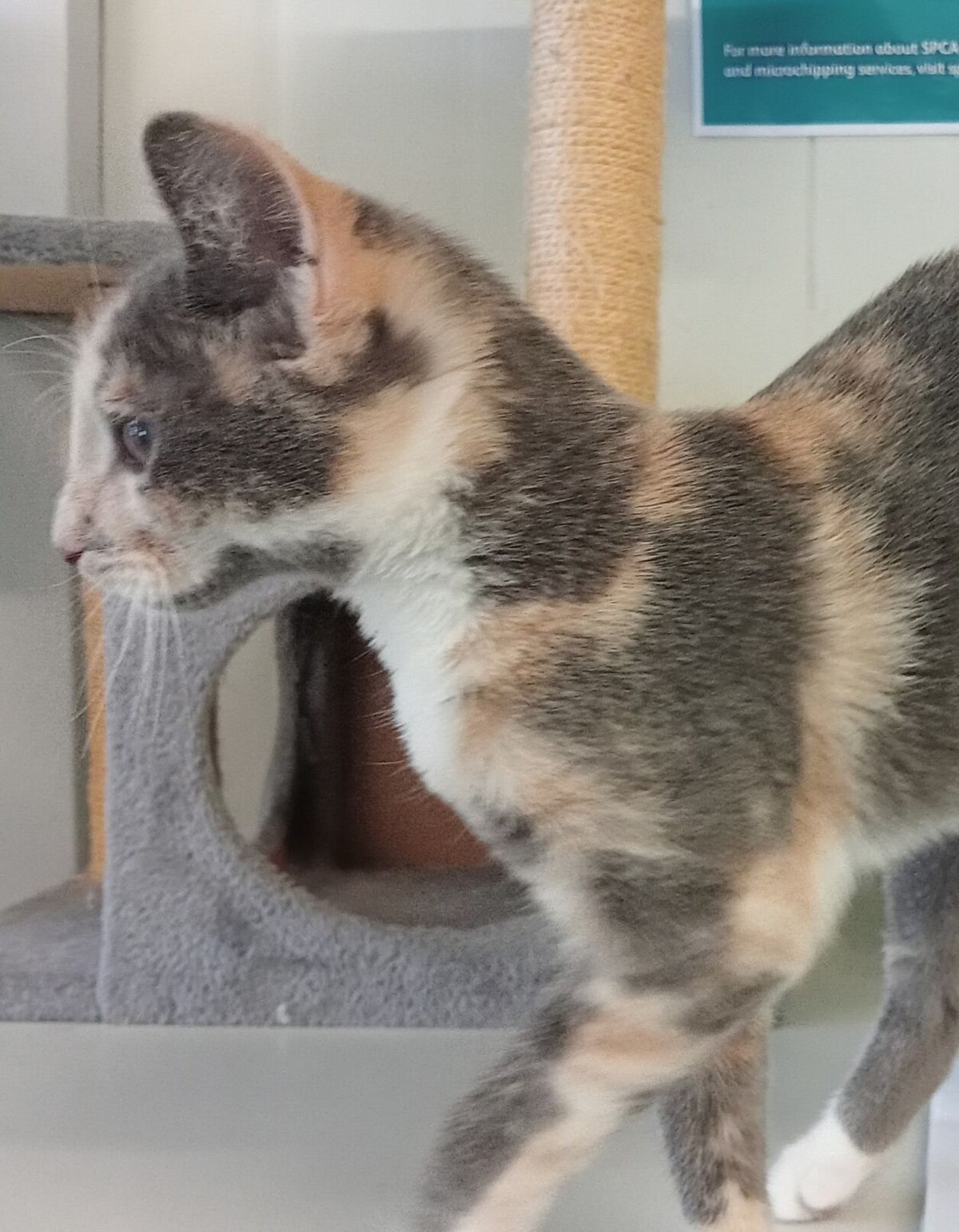 Gallery image: Cherry