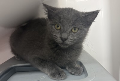 Raven - Domestic Short Hair