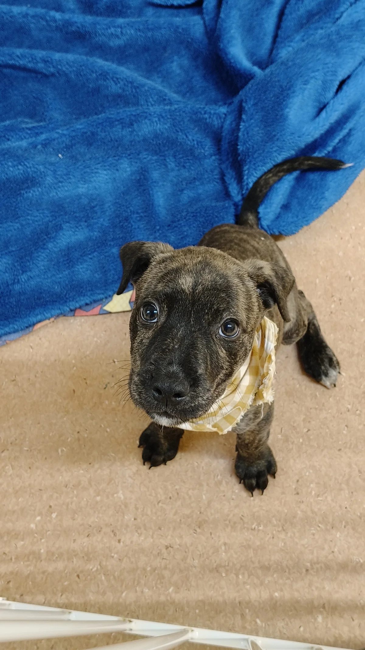 Gallery image: Richie