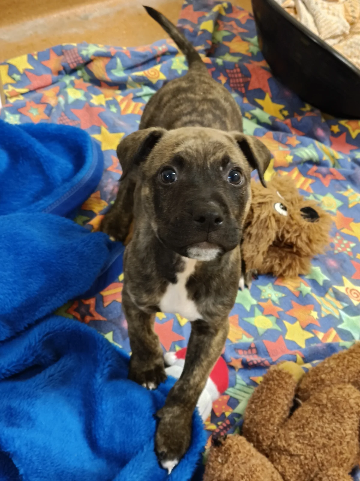 Gallery image: Conrad