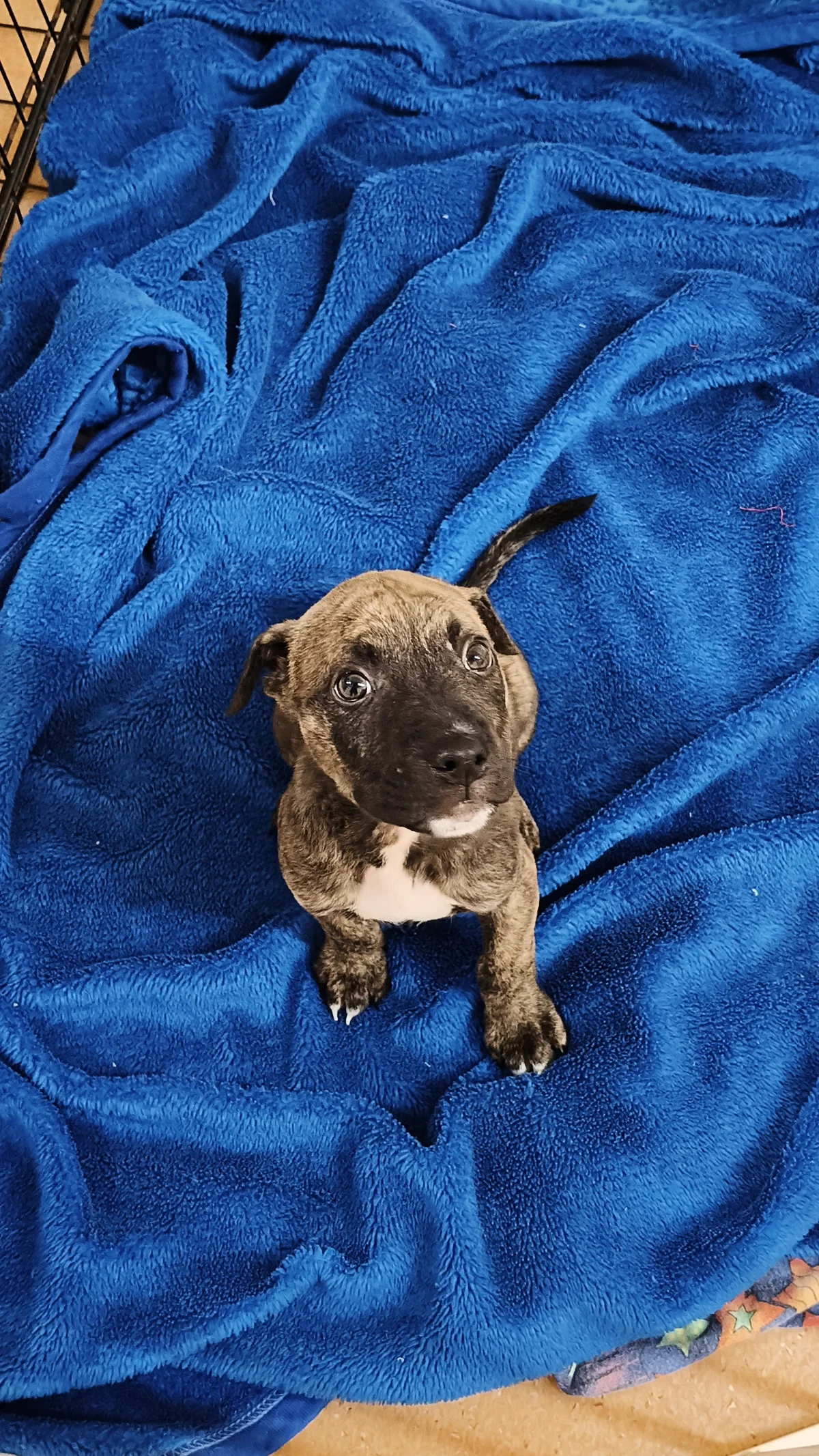 Gallery image: Conrad