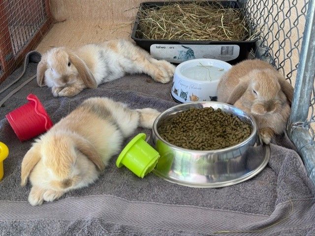 Gallery image: Gingernut