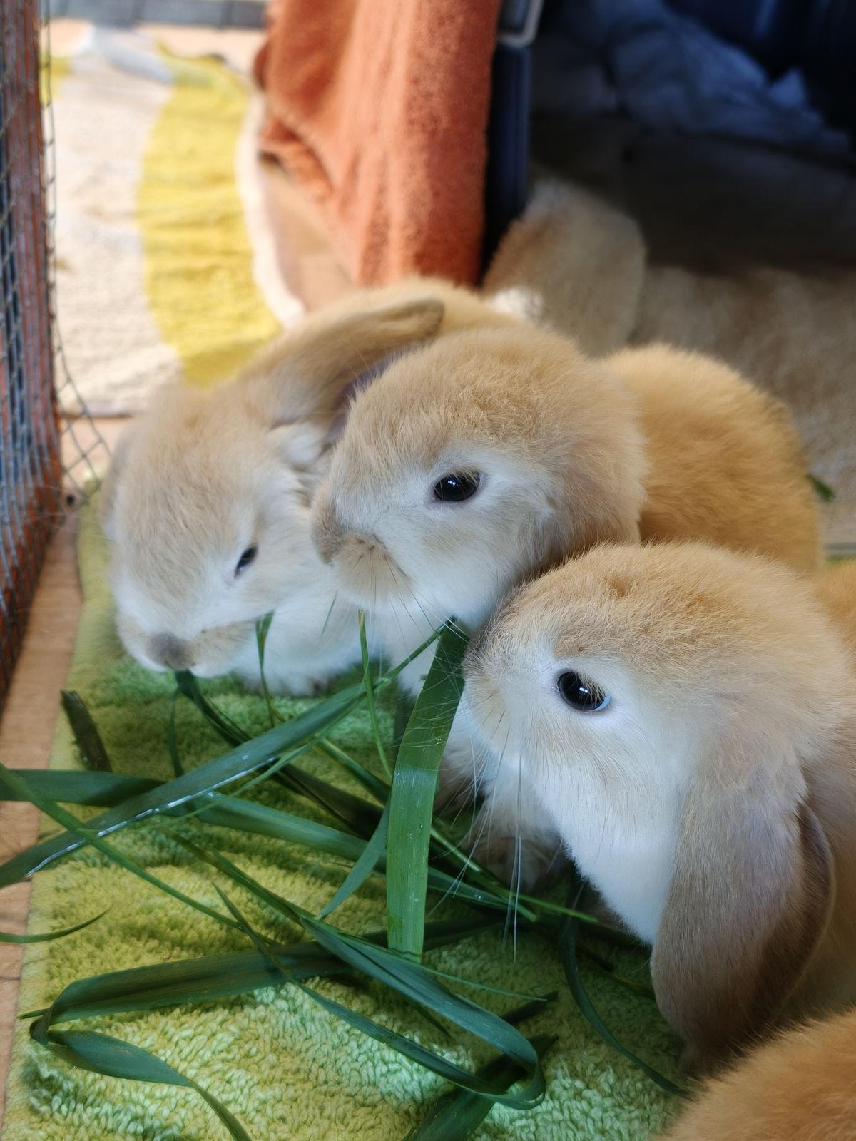 Gallery image: Gingernut