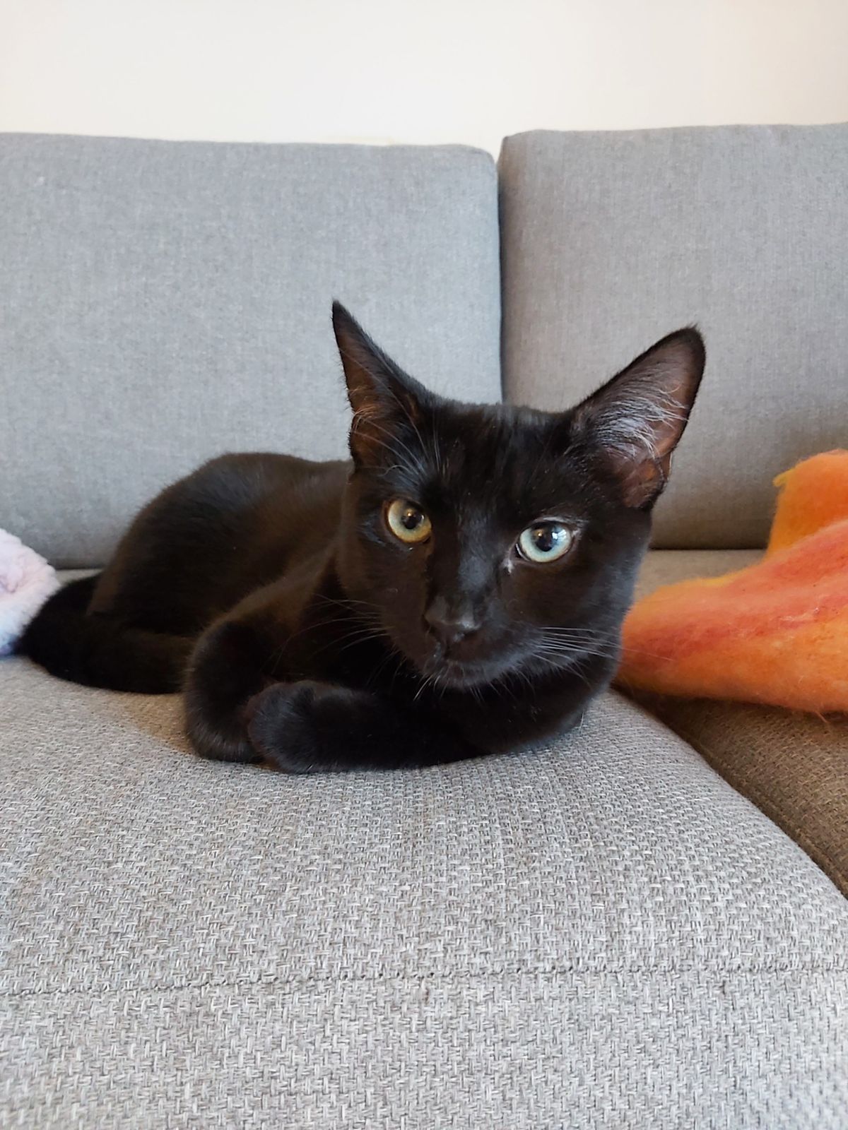 Gallery image: Literata