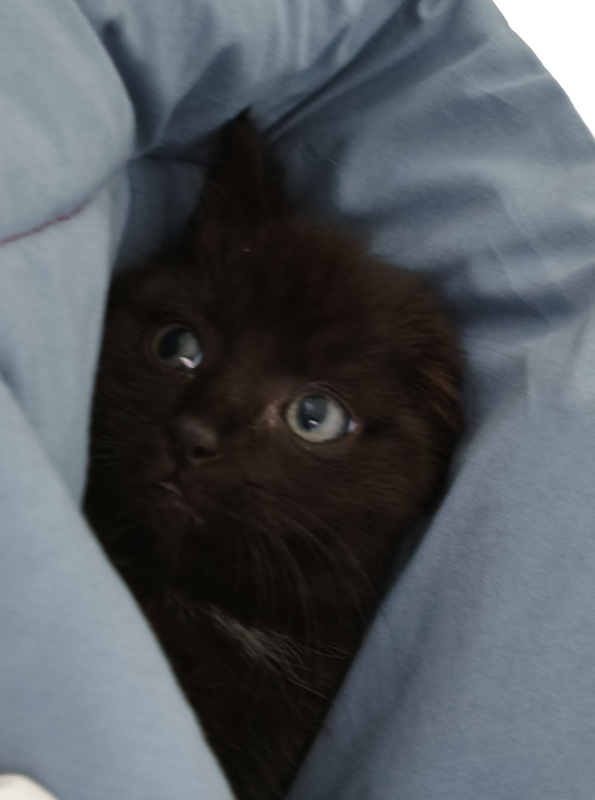 Gallery image: Literata