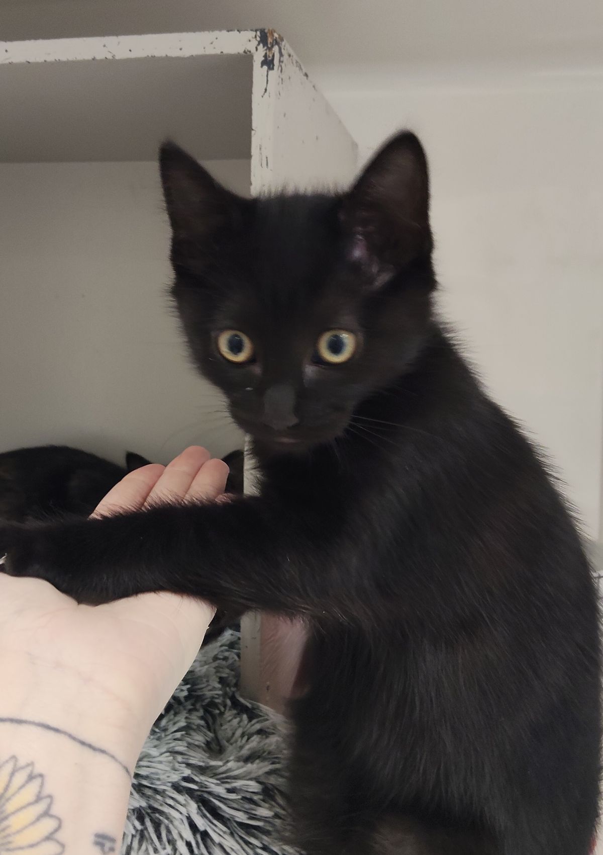 Gallery image: Idris