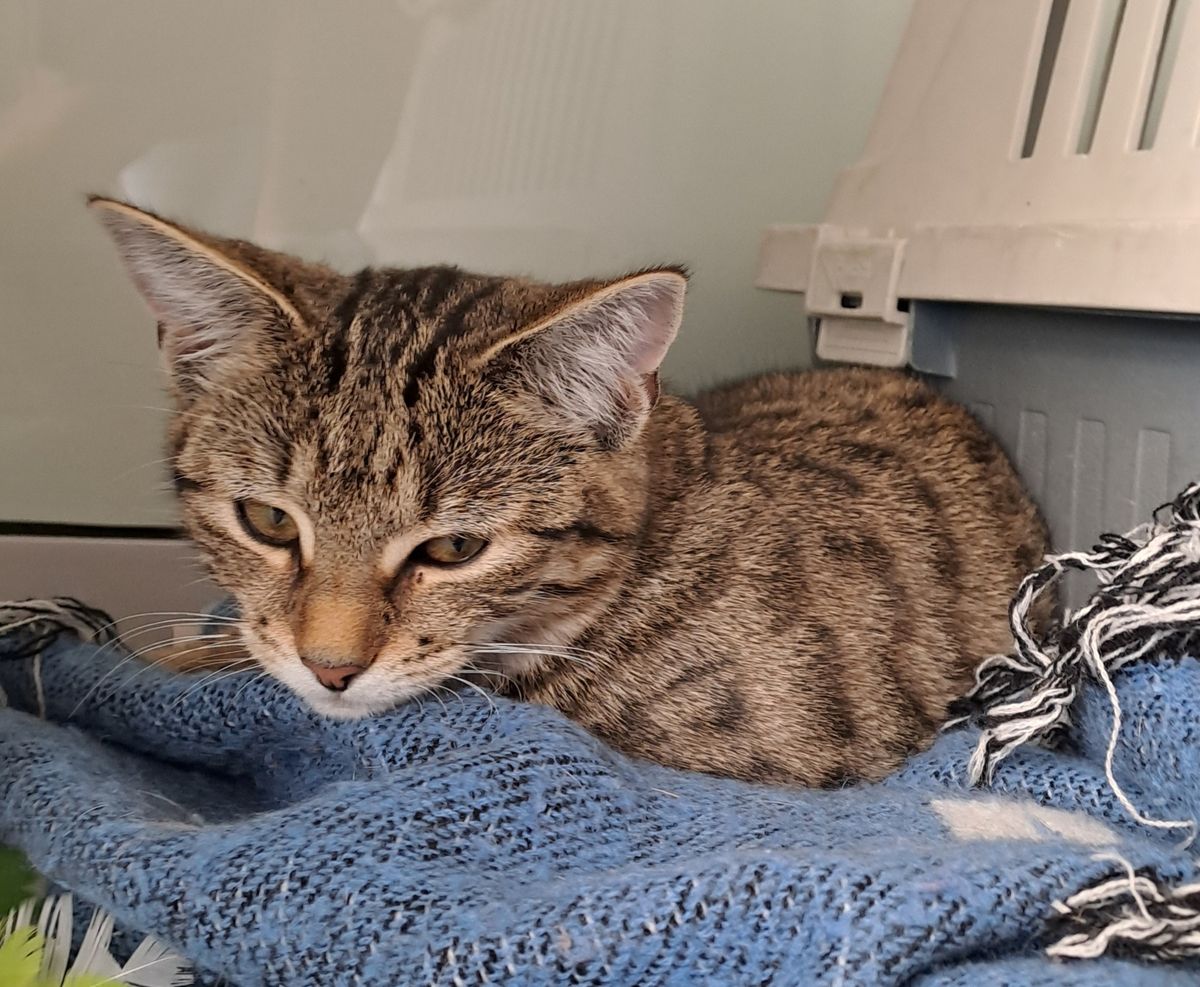 Gallery image: Simba 