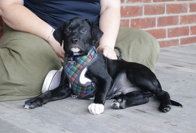 Finn - American Bulldog