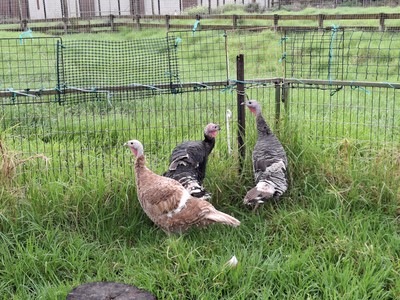 Apple, Orange And Pear - Turkey