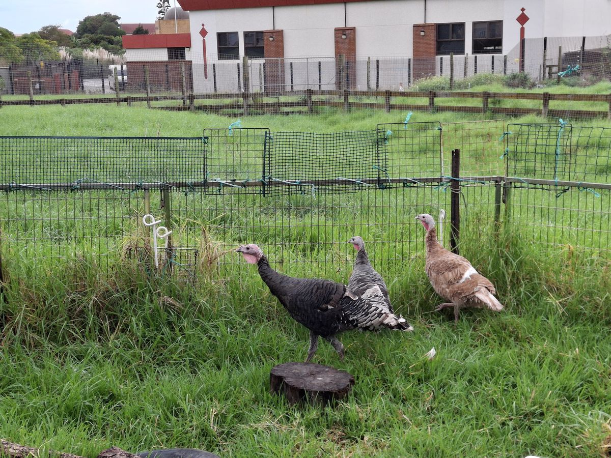 Gallery image: Apple, Orange And Pear