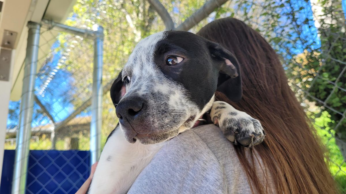 Gallery image: Augusta