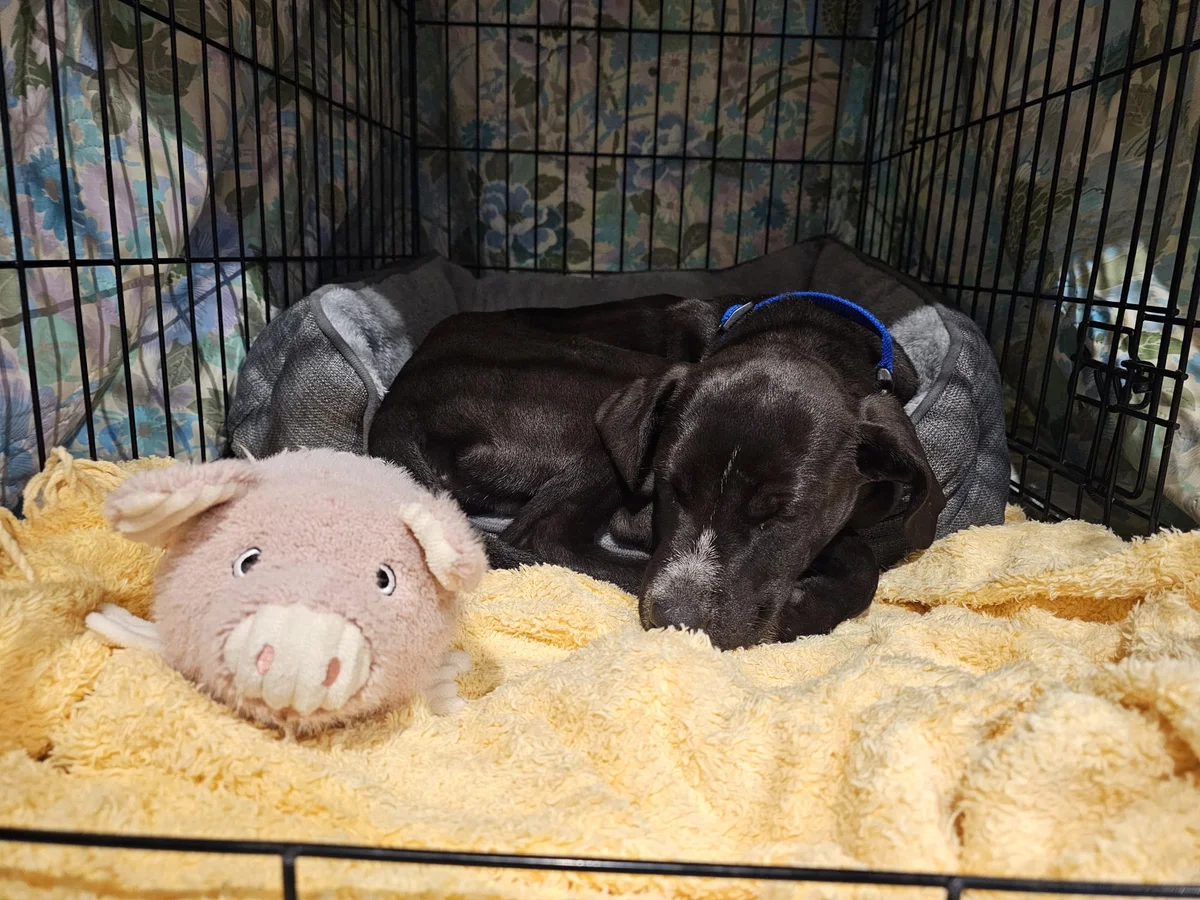 Gallery image: Orlando