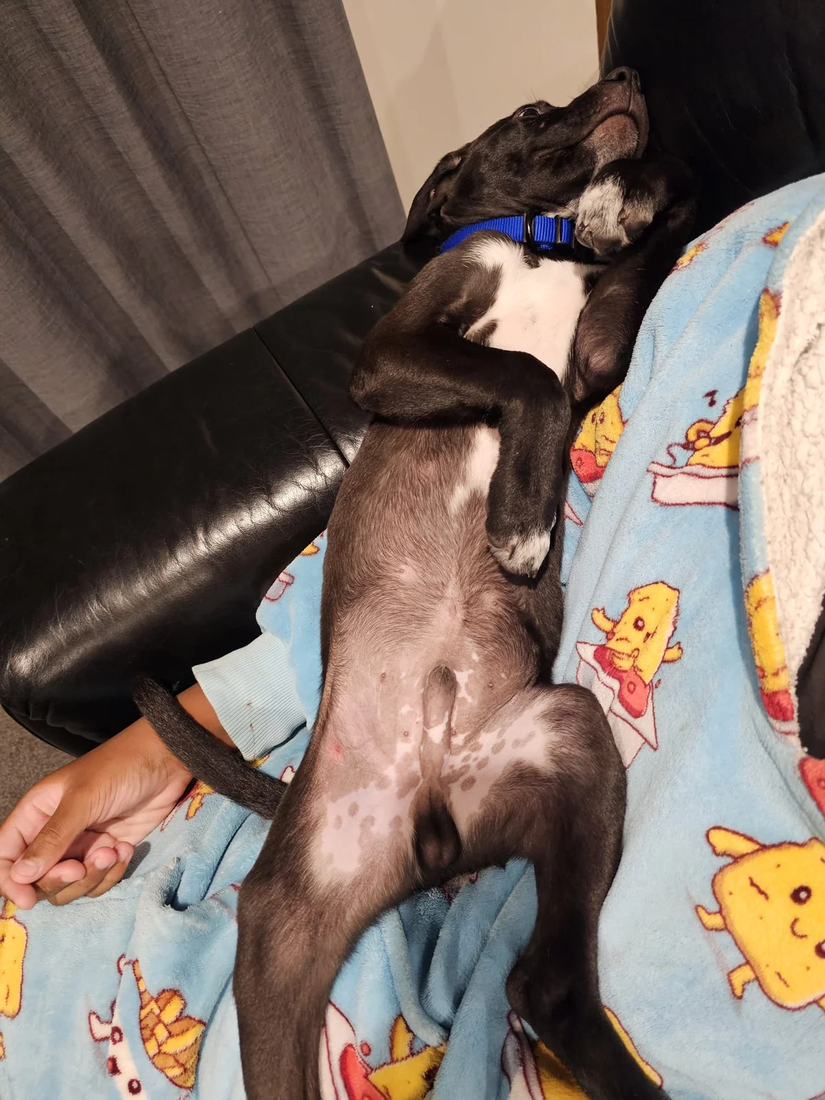 Gallery image: Orlando