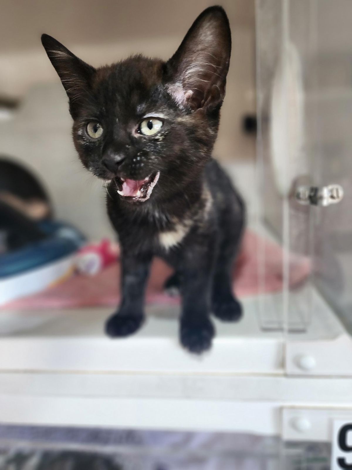 Gallery image: Cherry