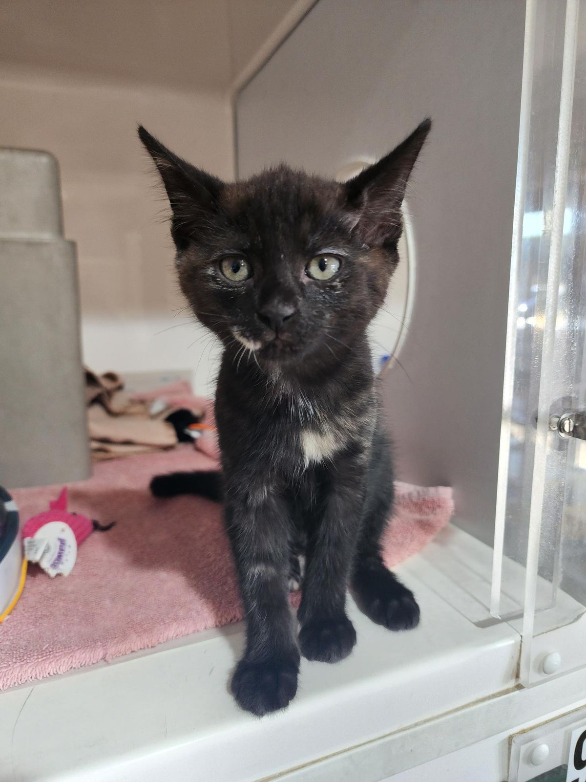 Gallery image: Cherry