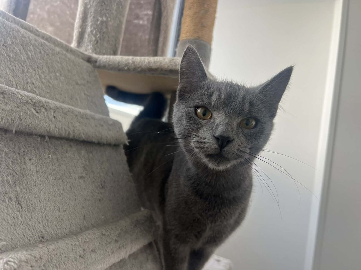 Gallery image: Shadow