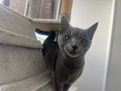 Shadow - Domestic Short Hair