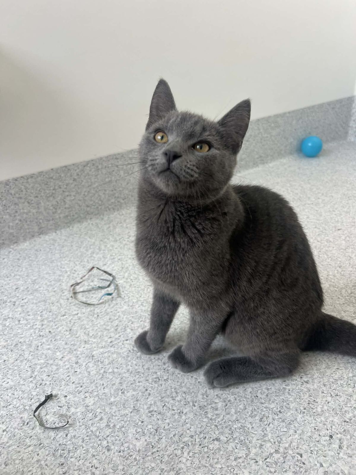 Gallery image: Shadow