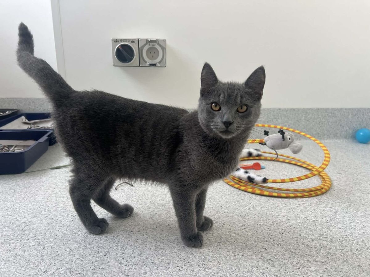 Gallery image: Shadow