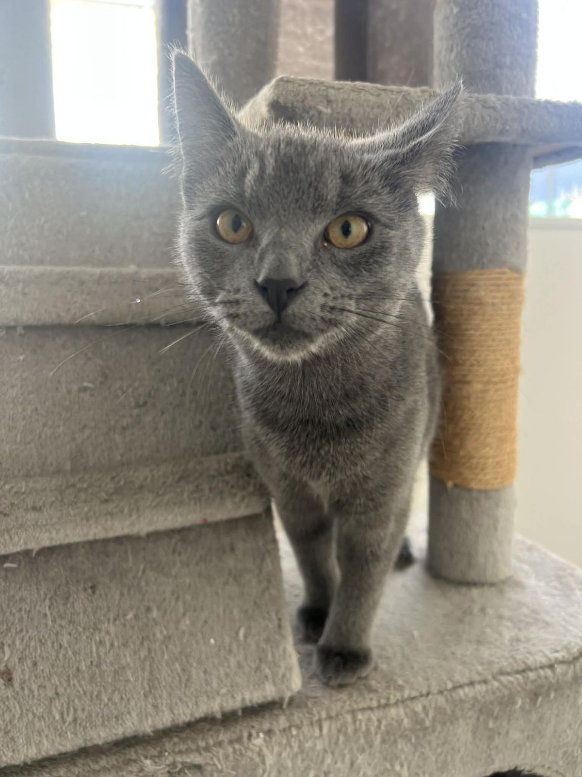 Gallery image: Shadow