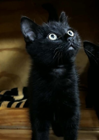 Inky - Domestic Short Hair