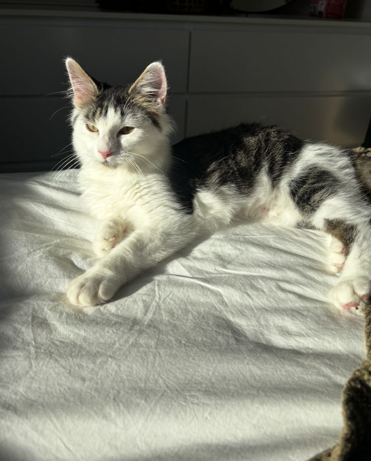 Gallery image: Shelly