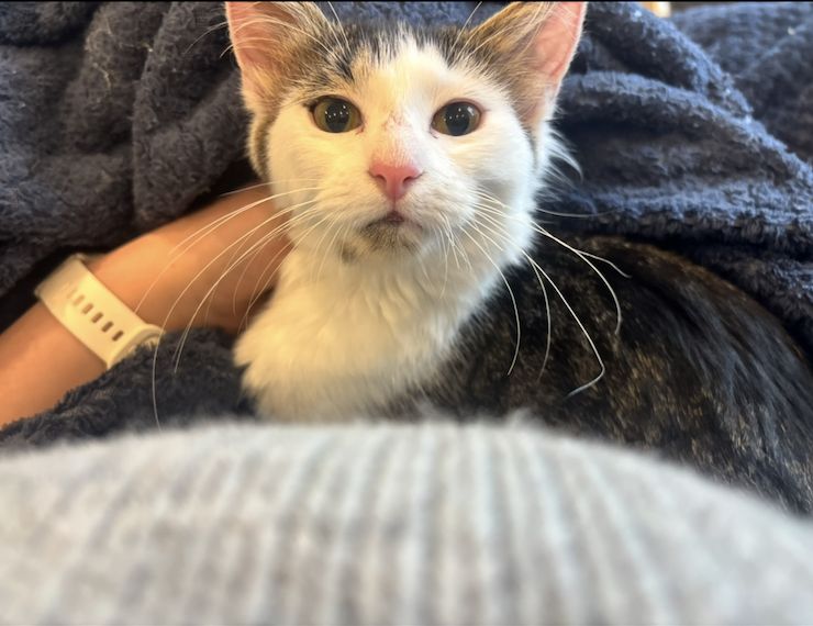 Gallery image: Shelly