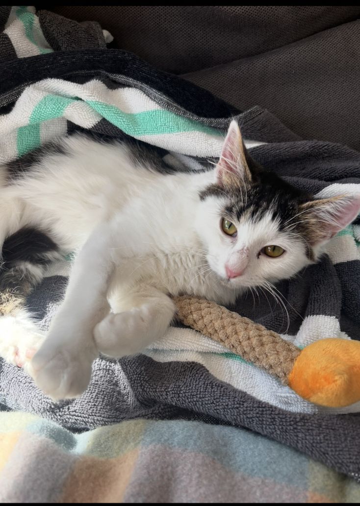 Gallery image: Shelly