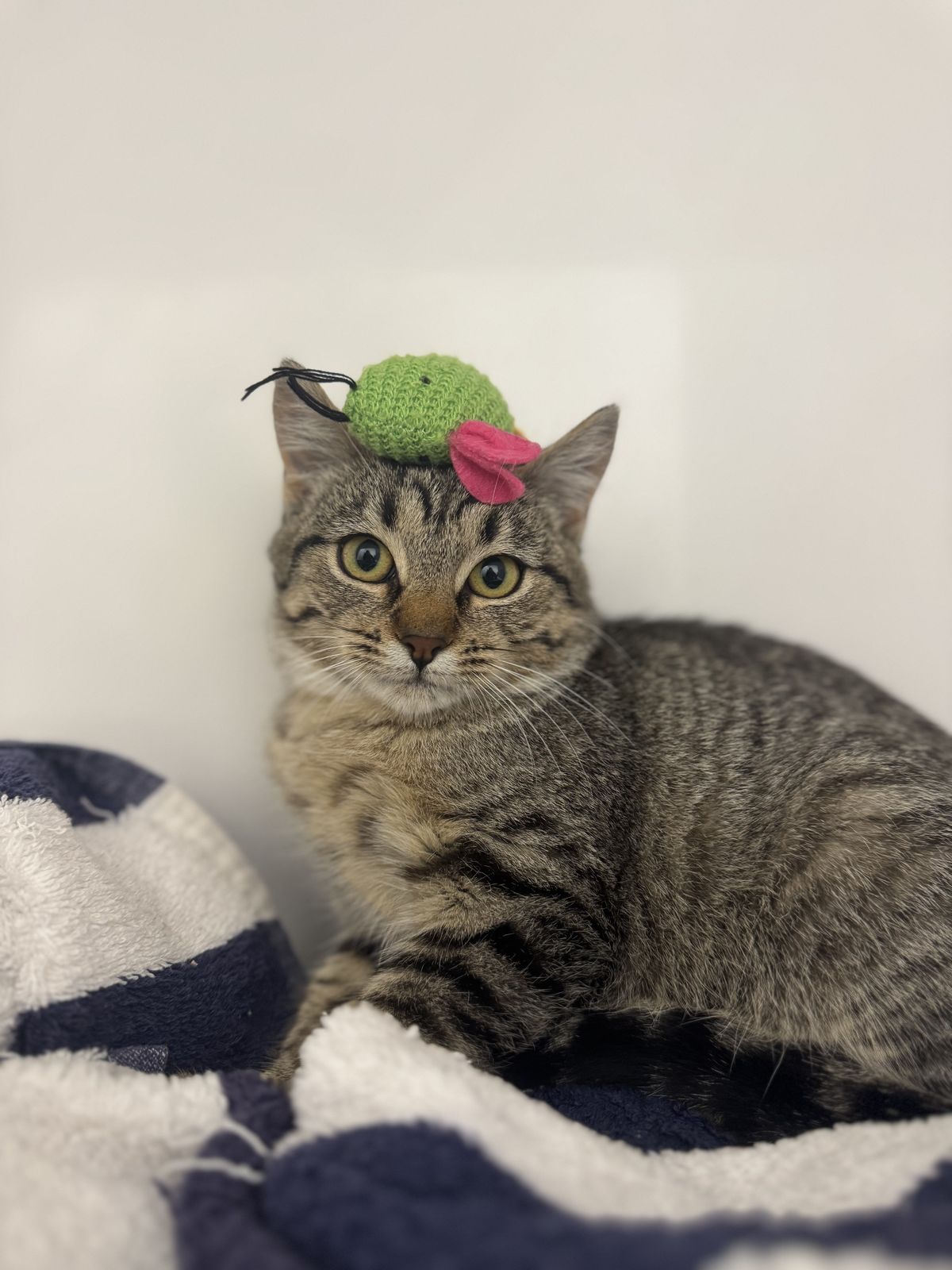 Gallery image: Tabasco