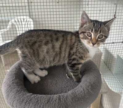 Rye - Domestic Short Hair