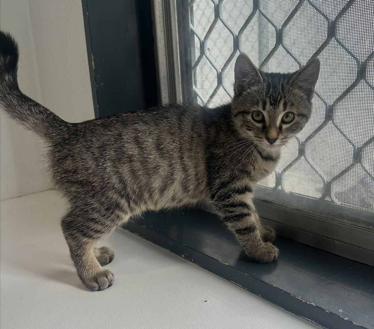 Gallery image: Clover