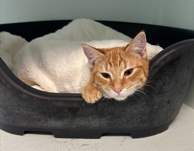 Nugget - Domestic Short Hair