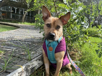 Rufus - Border Terrier