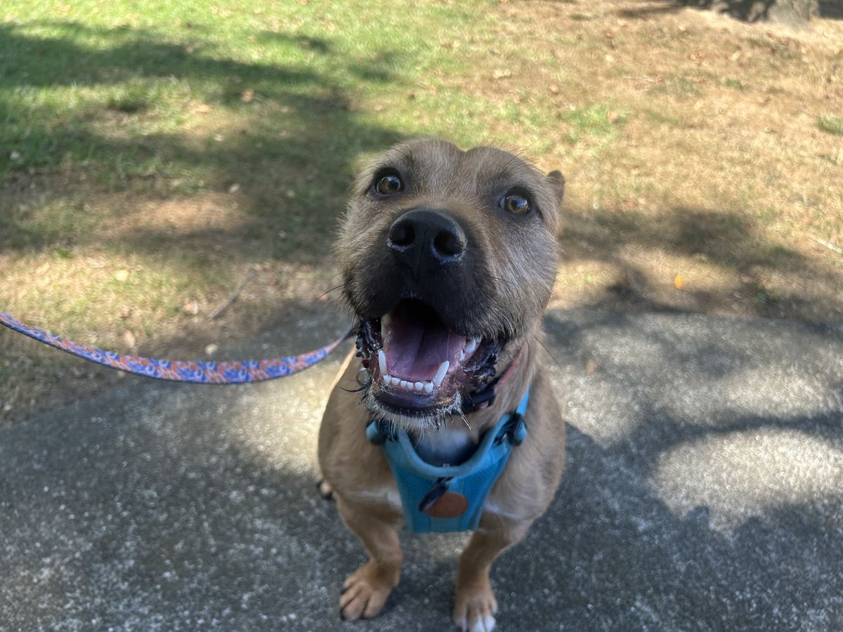 Gallery image: Rufus