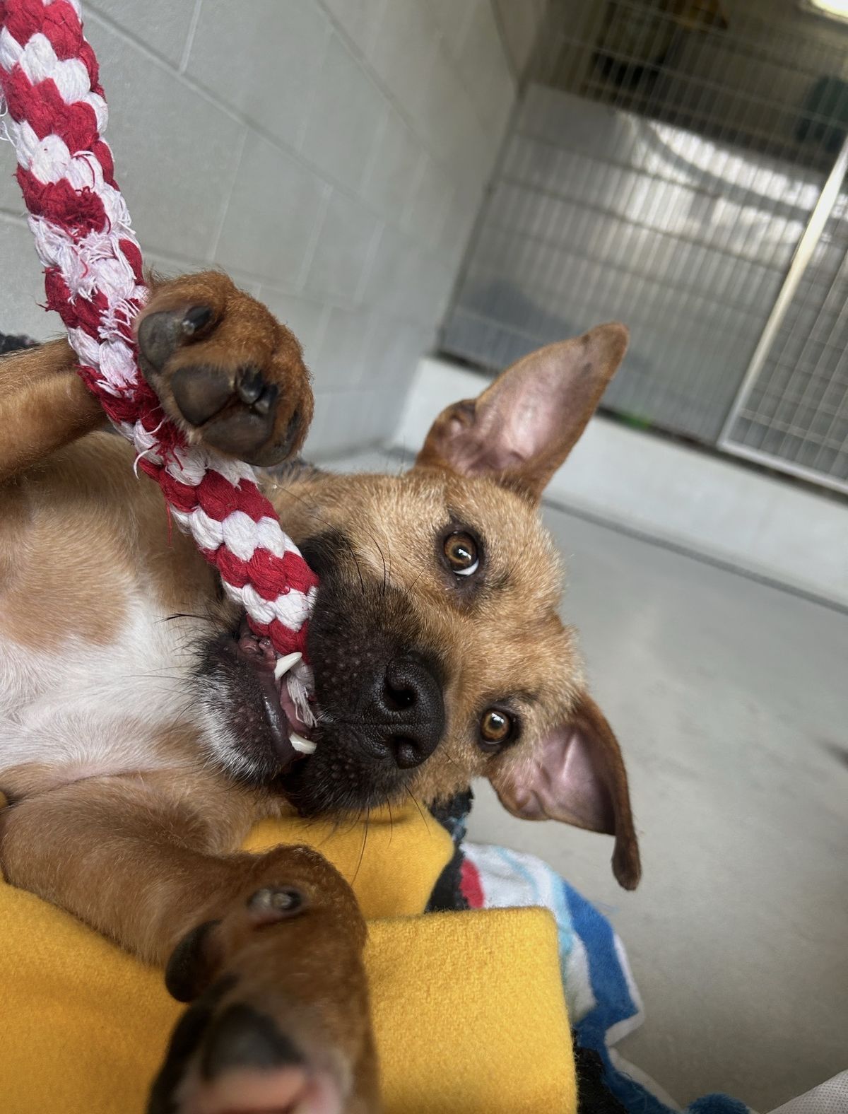 Gallery image: Rufus