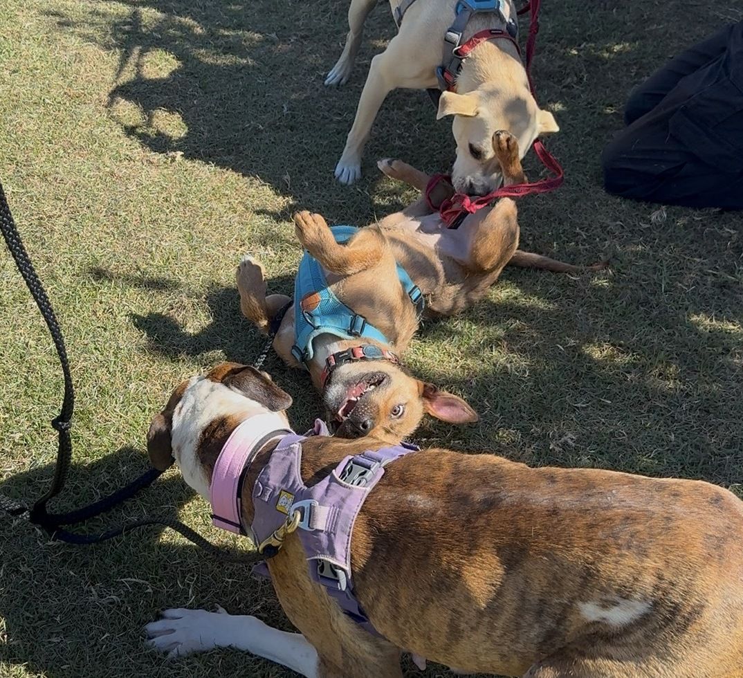 Gallery image: Rufus