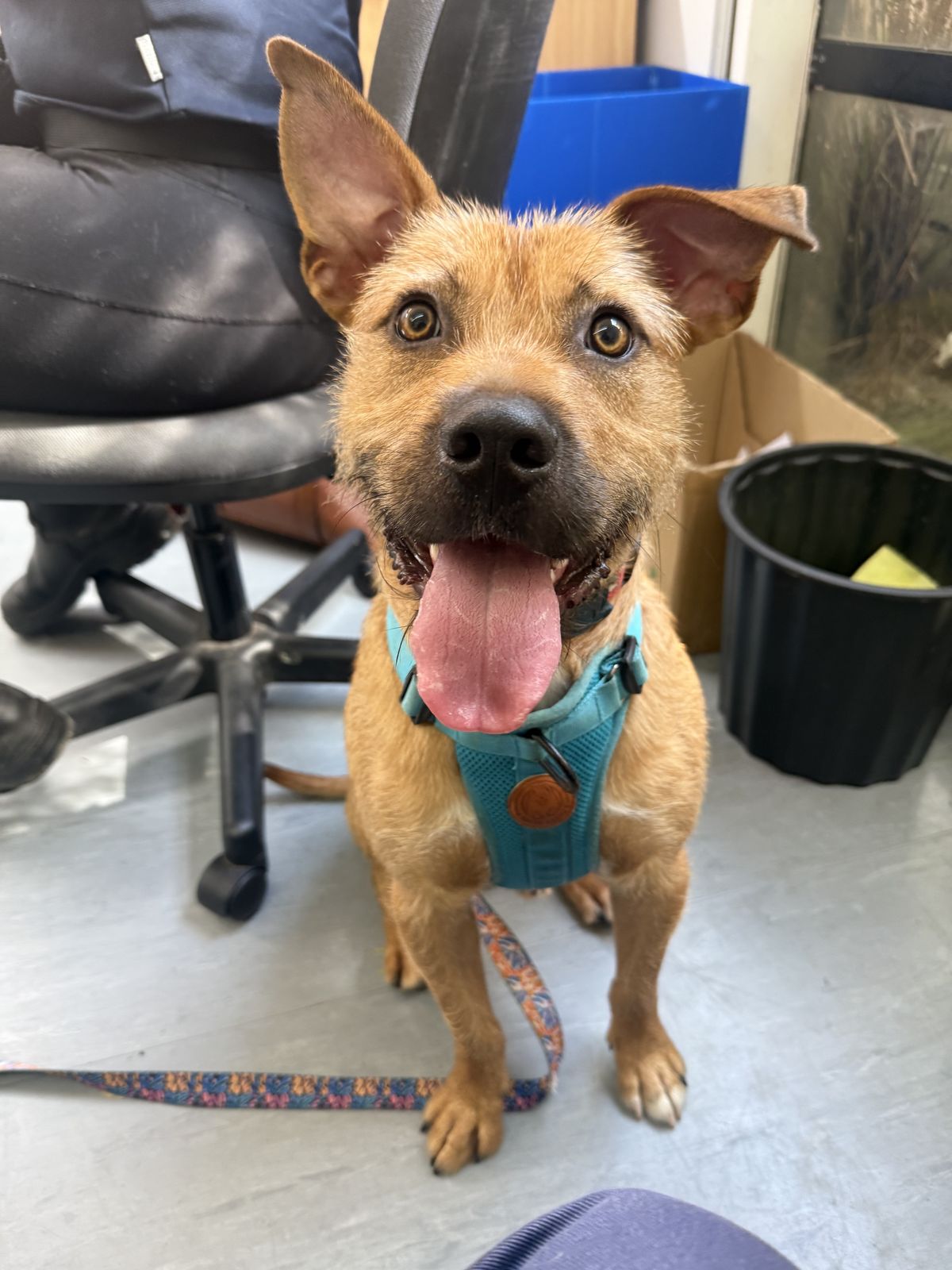 Gallery image: Rufus