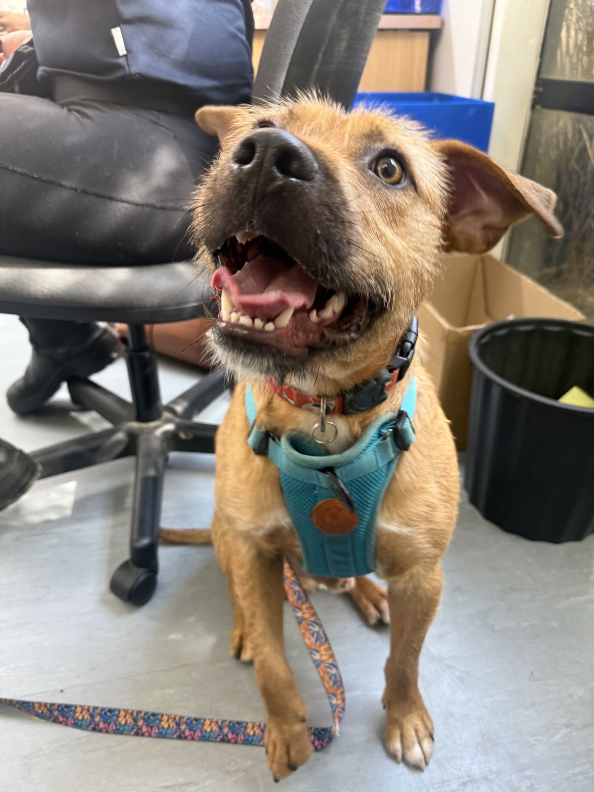 Gallery image: Rufus