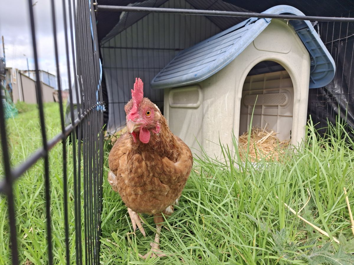 Gallery image: Chickpea