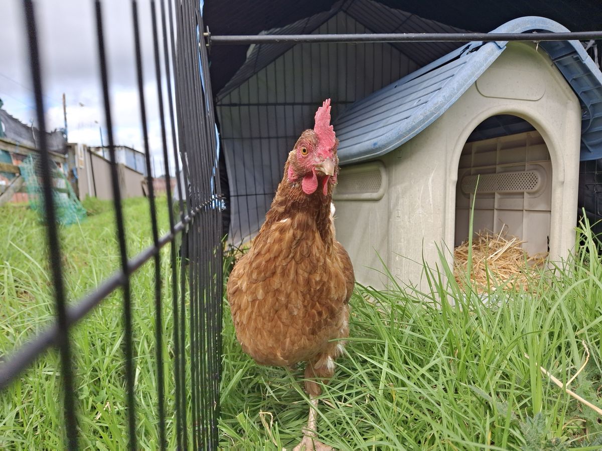 Gallery image: Chickpea