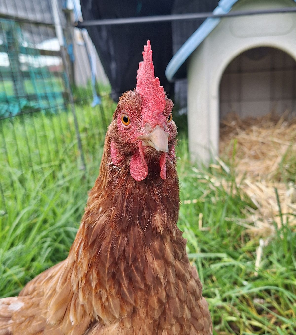 Gallery image: Chickpea