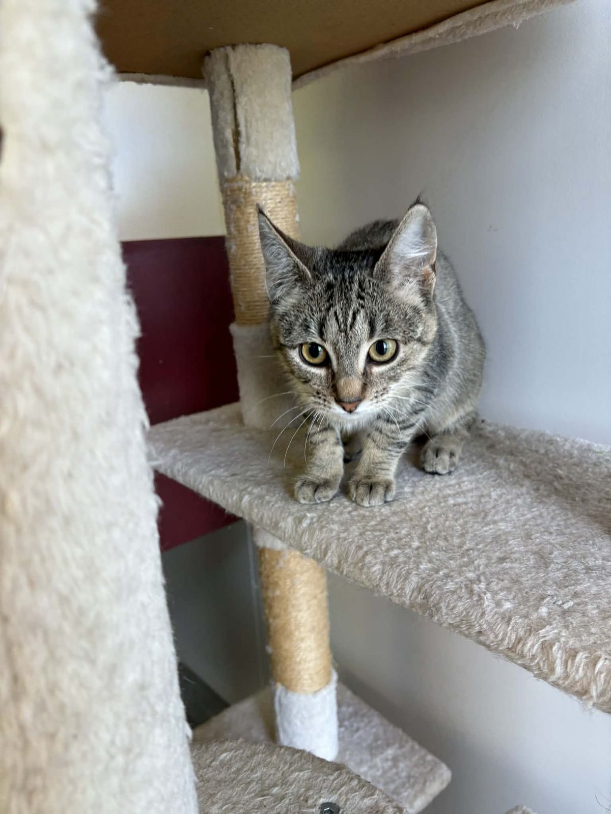 Gallery image: Clawdia